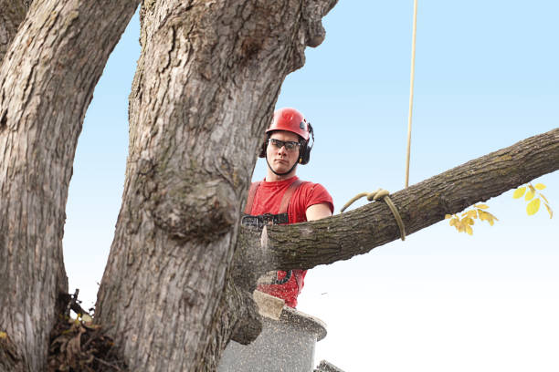 Trusted Indian River Estates, FL Tree Removal Services Experts